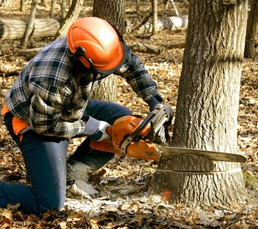 Tree Removal in South Paris, ME